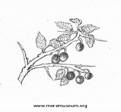 MEREM:2003.125.5 paper Main Image for MEREM:2003.125.5